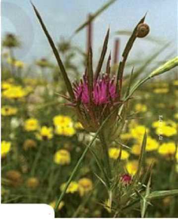 (בספר תמונה של קוץ)